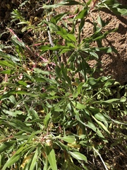 Oenothera howardii