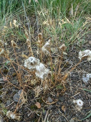 Tragopogon pusillus