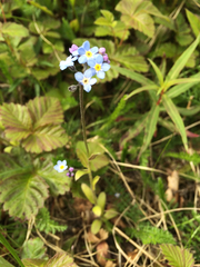 Myosotis decumbens