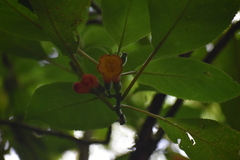 Solenophora calycosa