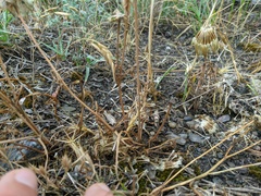 Tragopogon pusillus