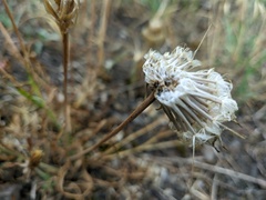 Tragopogon pusillus
