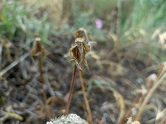 Tragopogon pusillus