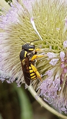 Trachusa