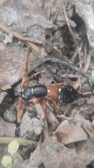 Staphylinus erythropterus