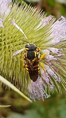 Trachusa