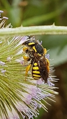 Trachusa