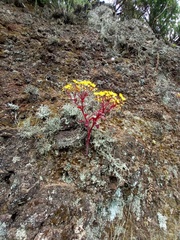 Aichryson divaricatum