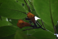 Solenophora calycosa