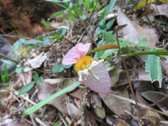 Dalechampia spathulata, photograph (c) Alexis López Hernández, some rights reserved (CC BY)