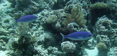 Caesio lunaris