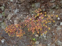 Aichryson divaricatum