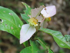 Dalechampia spathulata, photograph (c) Alexis López Hernández, some rights reserved (CC BY)