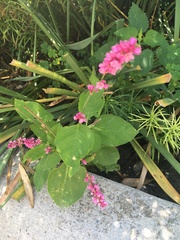 Persicaria orientalis