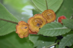 Solenophora calycosa