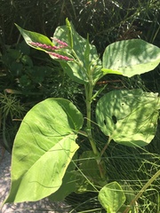 Persicaria orientalis