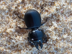 Acanthoscelis ruficornis