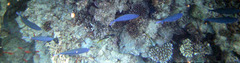 Caesio lunaris