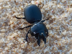 Acanthoscelis ruficornis