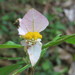 Dalechampia spathulata - Photo (c) Alexis López Hernández, some rights reserved (CC BY), uploaded by Alexis López Hernández