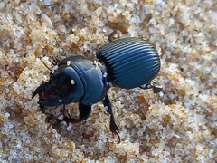 Acanthoscelis ruficornis