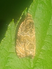 Olethreutes furfuranum