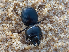 Acanthoscelis ruficornis