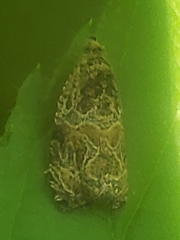 Olethreutes furfuranum