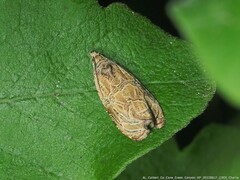 Olethreutes furfuranum