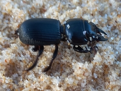Acanthoscelis ruficornis