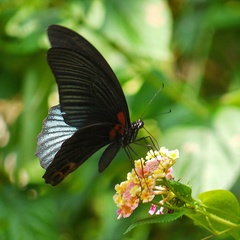 Papilio memnon heronus
