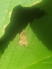 Olethreutes furfuranum