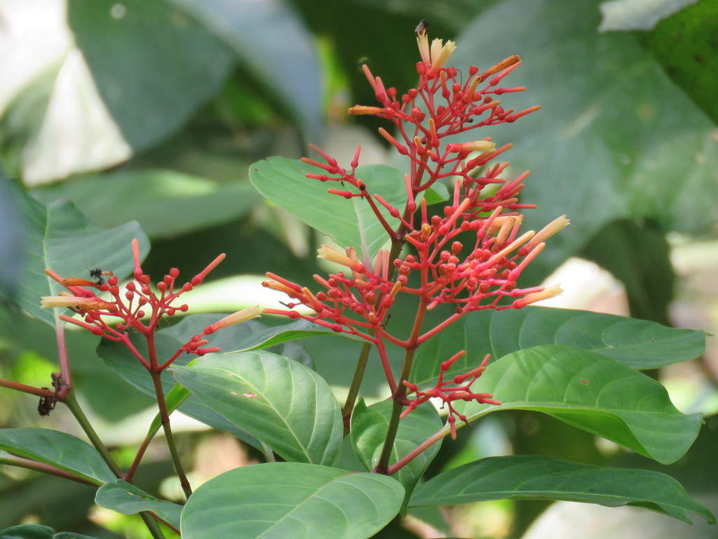 Hamelia longipes