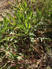 Oenothera howardii