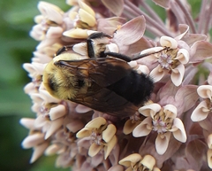 Bombus griseocollis