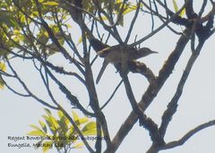 Sericulus chrysocephalus