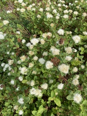 Spiraea stevenii