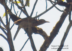 Sericulus chrysocephalus