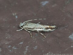 Melanocinclis lineigera