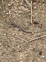 Aspidoscelis exsanguis