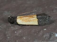 Anacampsis coverdalella