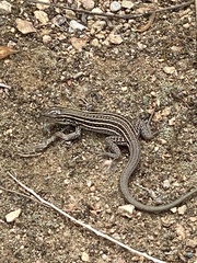 Aspidoscelis exsanguis