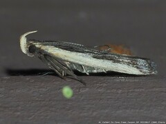 Dichomeris serrativittella