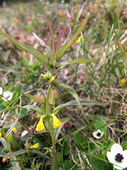 Melampyrum sylvaticum