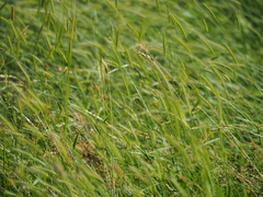 Hordeum secalinum