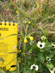 Melampyrum sylvaticum