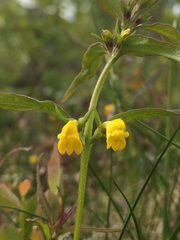 Melampyrum sylvaticum