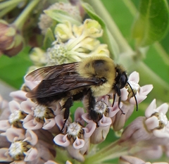 Bombus griseocollis
