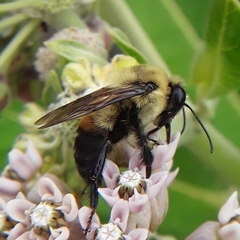 Bombus griseocollis