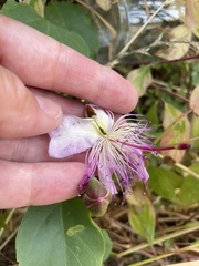 Capparis orientalis